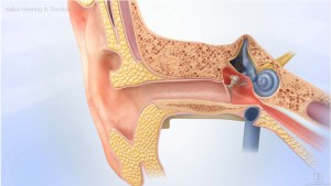 Ear Cross Section
