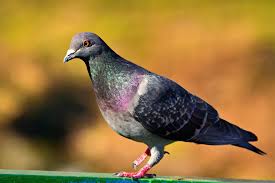 Top 10 Best Hearing Animals - #1 will amaze you! Top 10 Best Hearing Animals - #1 will amaze you!
