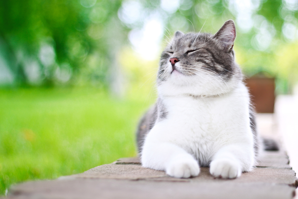 Top 10 Best Hearing Animals - #1 will amaze you! Top 10 Best Hearing Animals - #1 will amaze you!